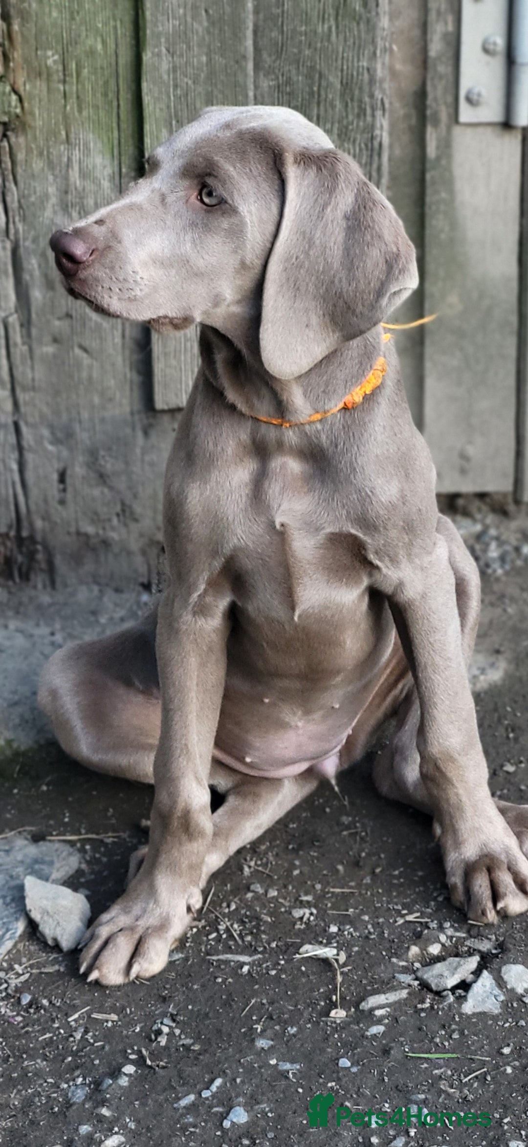 Pointer dogs for sale: 2 KC Registered Pointer Puppies - Image 5