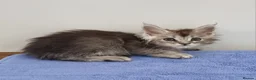 Maine Coon cats for sale: GCCF registered pedigree Maine Coon Kittens  - Advert 10