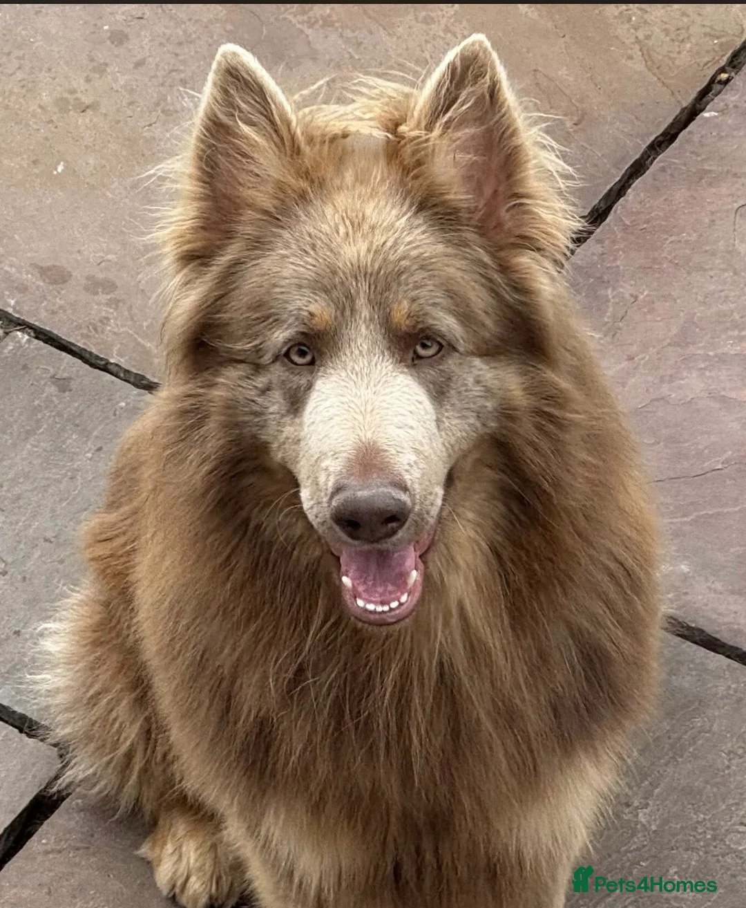 German Shepherd dogs for sale: Long haired health tested German shepherd pups  - Advert 6