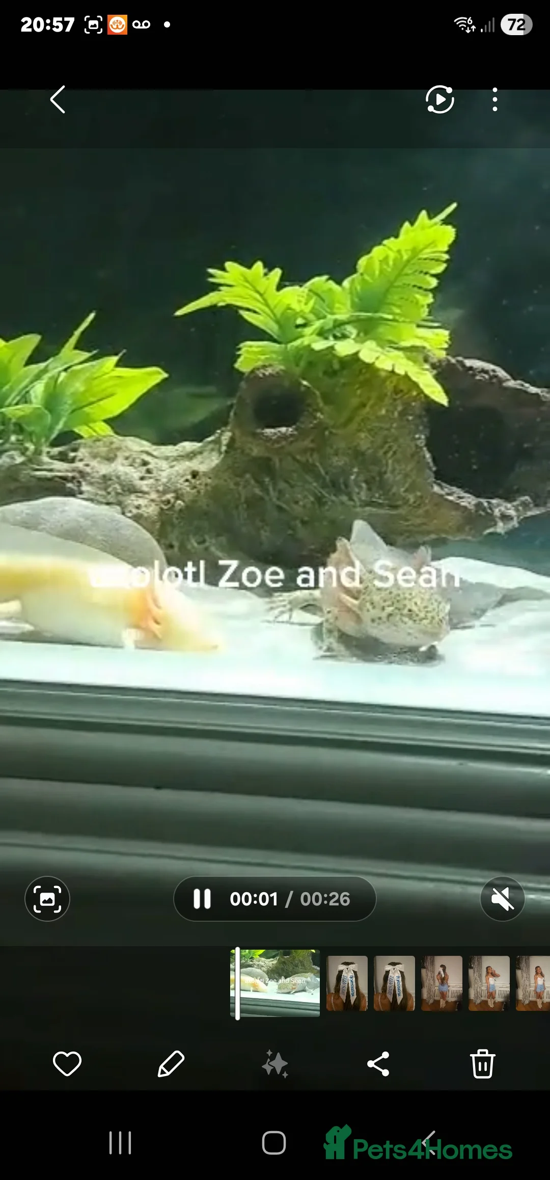 Axolotl reptiles for sale: Axolotl male and female  - Advert 5