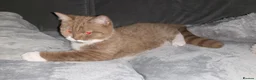British Shorthair cats for sale: Two British shorthairs  - Advert 9