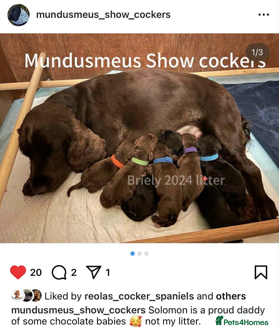 Cocker Spaniel dogs for stud: 100% show import stud - Advert 12