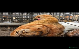 Chickens poultry for sale: 2025 Chicks looking for new homes - Image 17