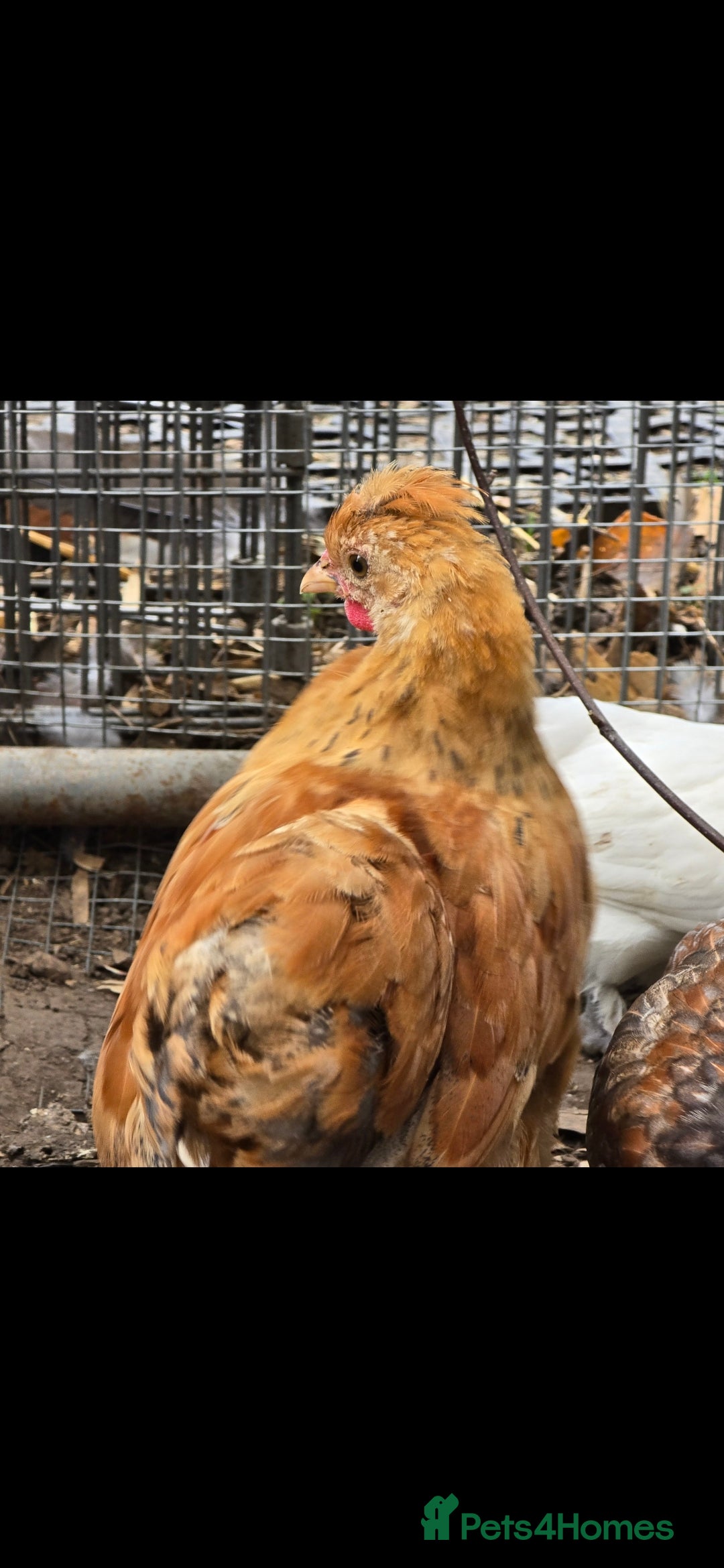 Chickens poultry for sale: 2025 Chicks looking for new homes - Image 17