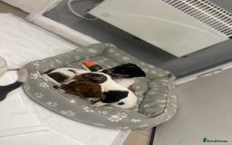 Jack Russell dogs for sale: 5 jack Russel puppies  - Image 9