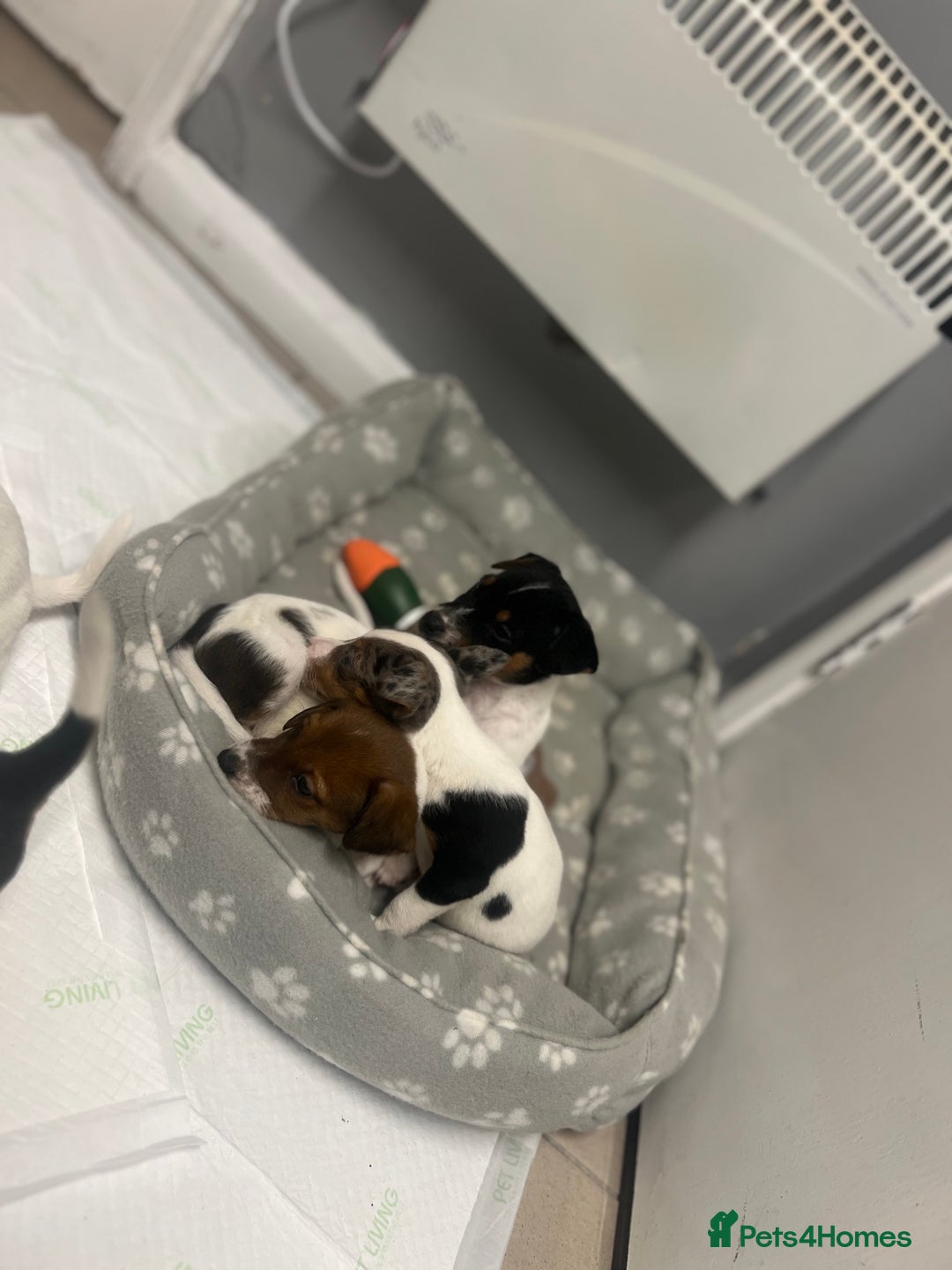 Jack Russell dogs for sale: 5 jack Russel puppies  - Image 9