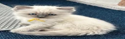 Ragdoll cats for sale: Ragdoll kittens - Ready to leave - Advert 7