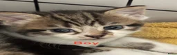 Mixed Breed cats for sale: Mixed breed tabby kittens in Doncaster - Advert 2