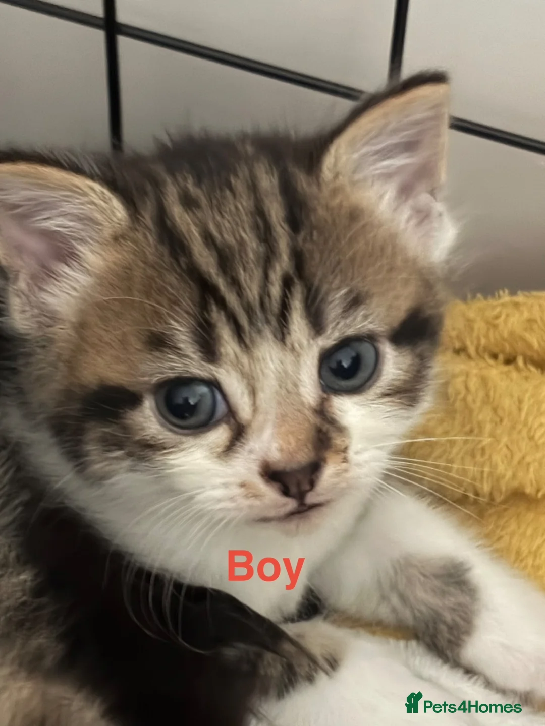 Mixed Breed cats for sale: Mixed breed tabby kittens in Doncaster - Advert 2