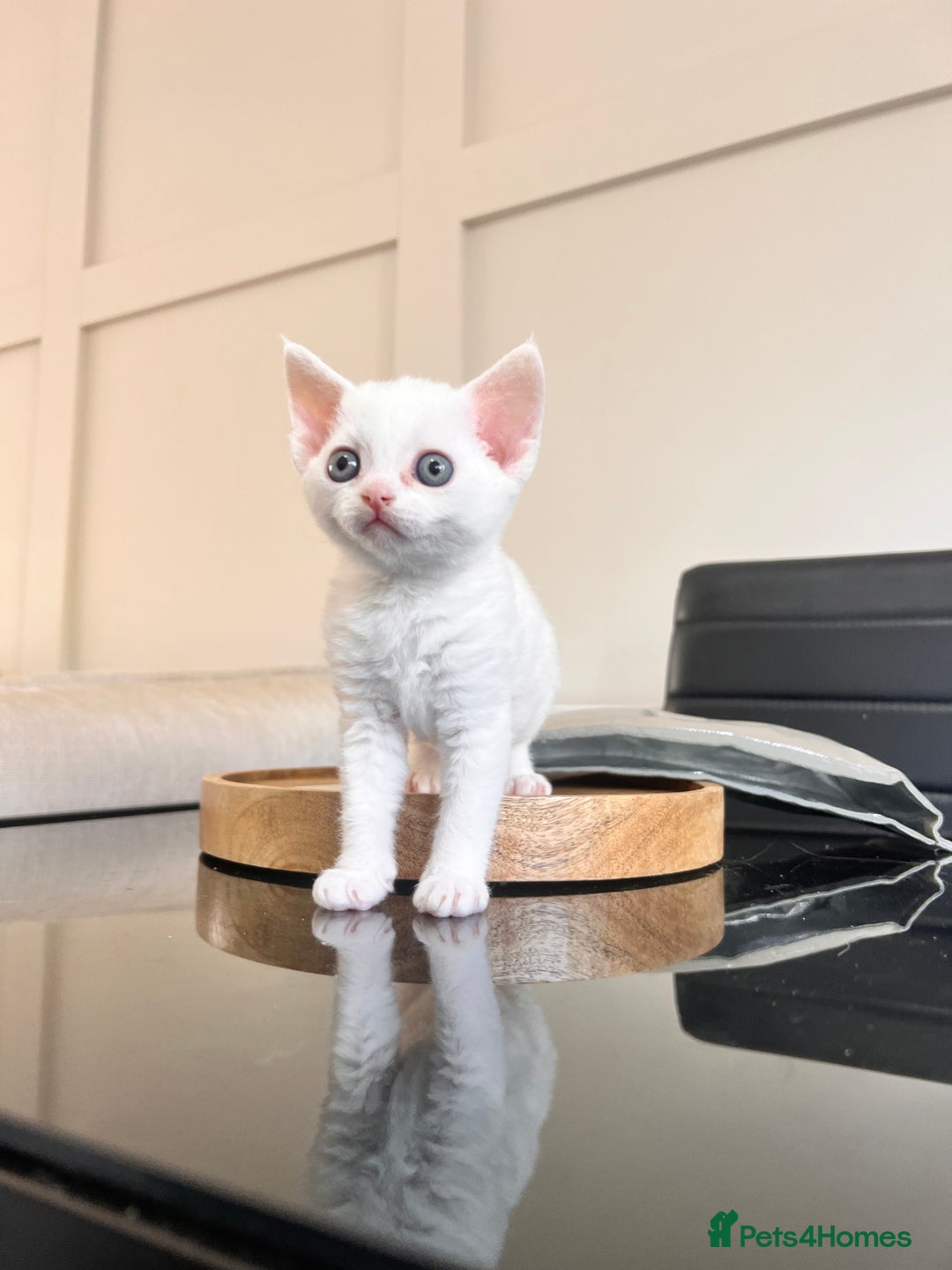 Devon Rex cats for sale: Beautiful white girl ready 17th August  - Image 1