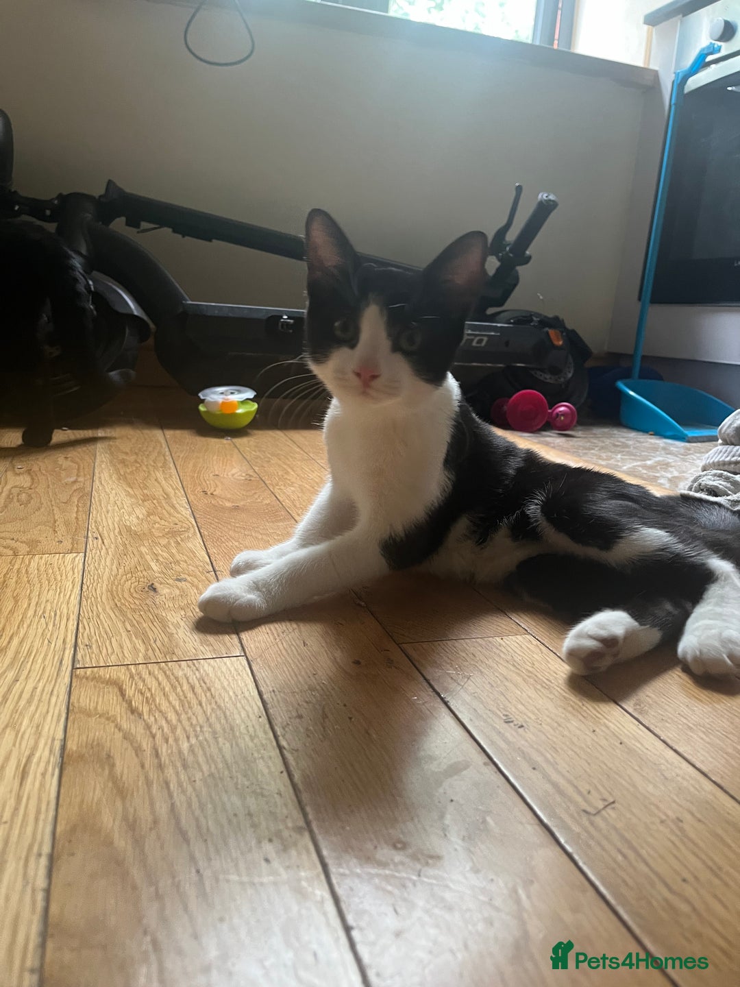 British Shorthair cats for sale: 1 black and white male cat for sale!!! - Image 2