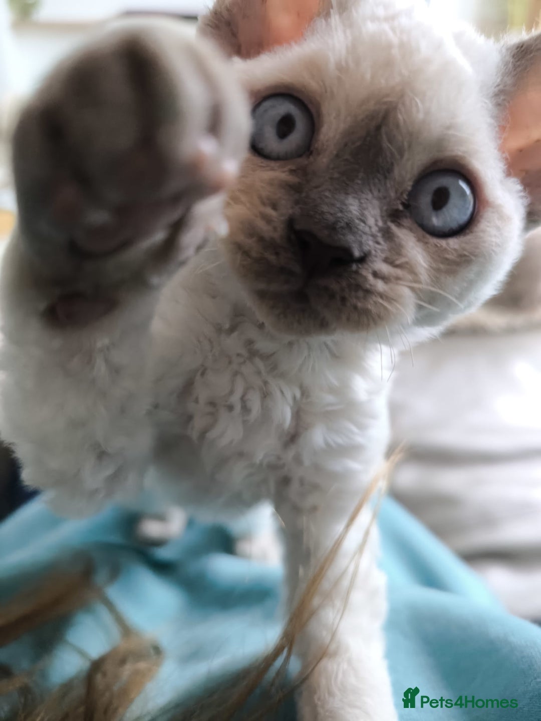 Devon Rex cats for sale: Blue Point Devon Rex Boy 💙 - Image 1