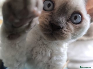 Devon Rex cats for sale - Advert 1