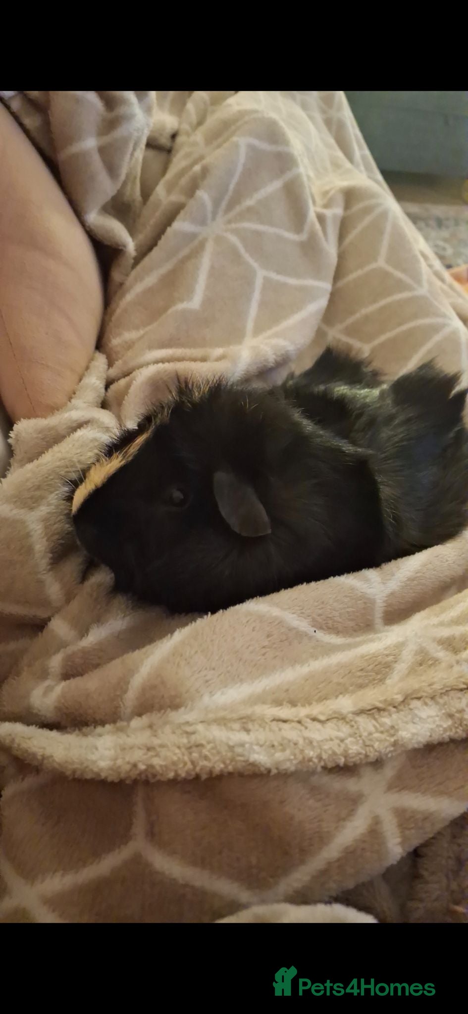 Guinea Pig rodents Single male guinea pig to a good home please! - Advert 3