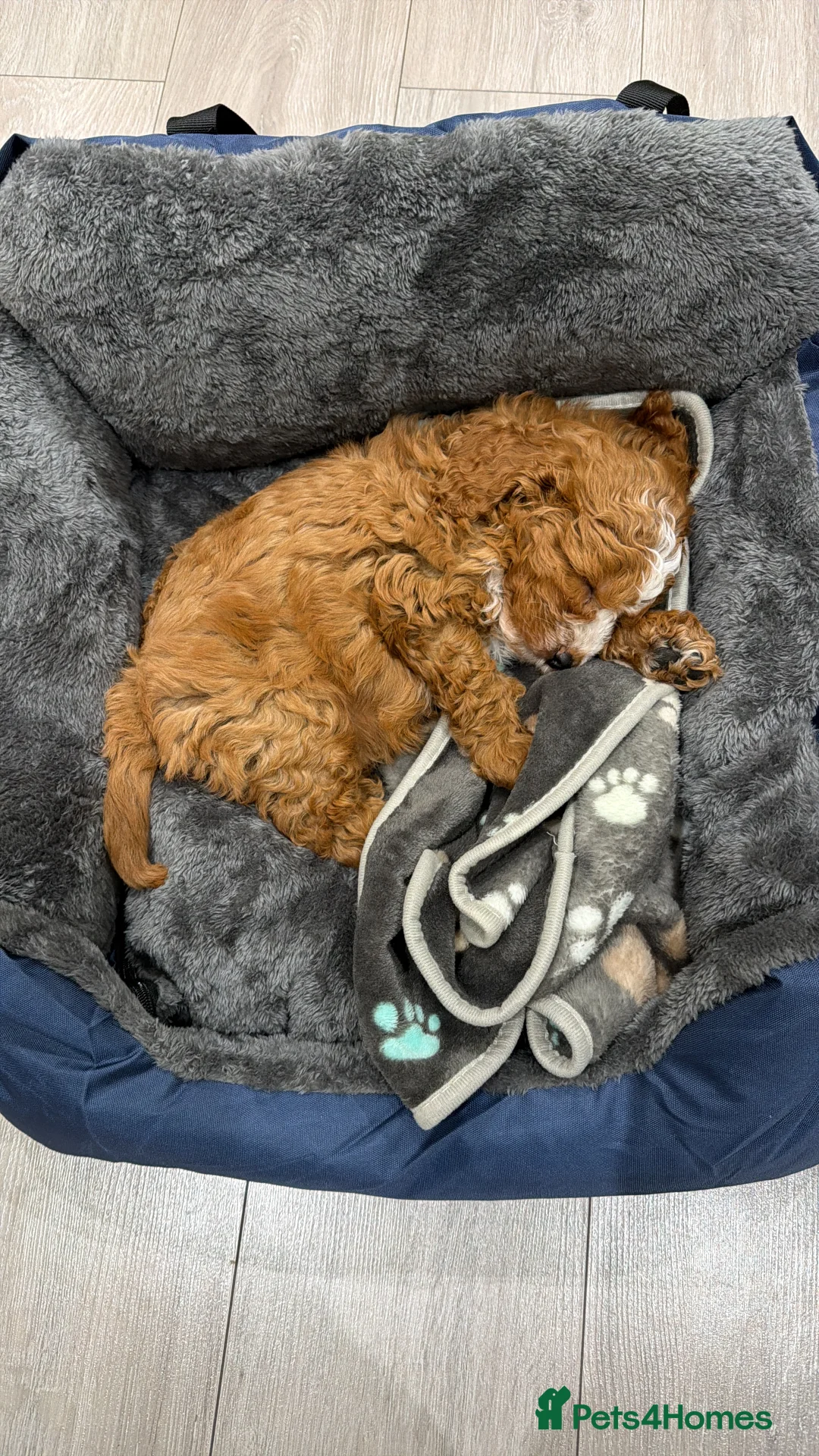 Cavapoo dogs for sale: Toy Cavapoo F1B Puppy - extensively health tested in Leicester - Advert 6