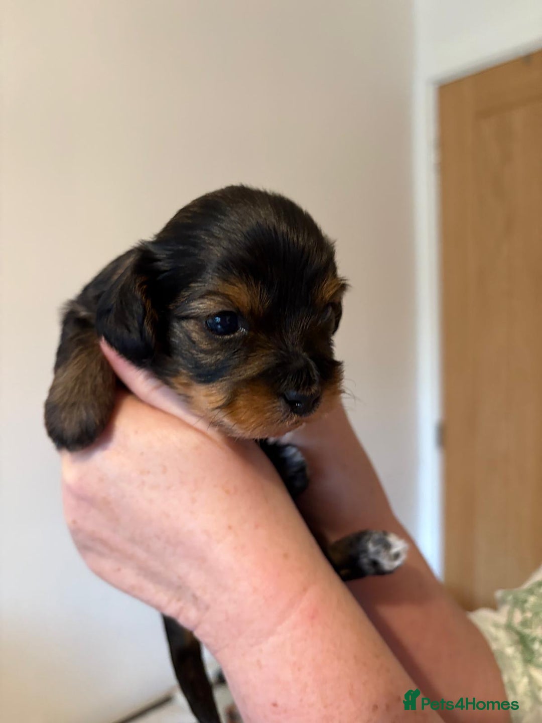 Mixed Breed dogs for sale: Beautiful Zuchon Doxies - Advert 25
