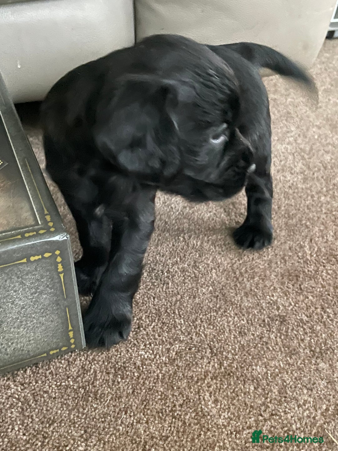 Cockerdor dogs for sale: Outstanding working gun puppies  - Image 5