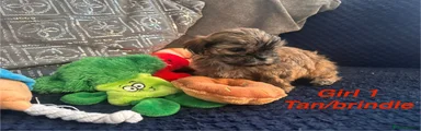 Shih Tzu 5