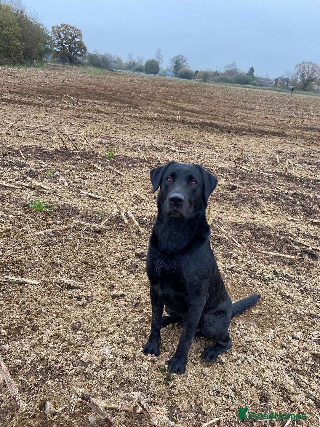 Labrador Retriever dogs for stud: Working Black Labrador Stud - Advert 10