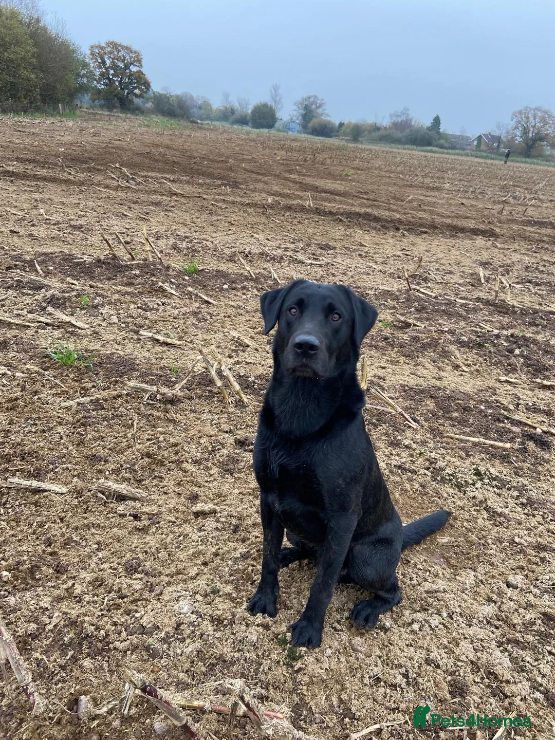 Labrador Retriever dogs for stud: Working Black Labrador Stud - Advert 10