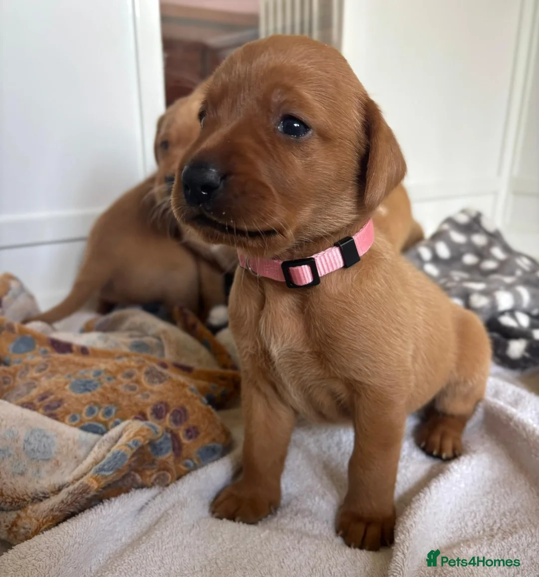 Labrador Retriever dogs for sale: KC Fox Red Labrador Retriever Puppies - Advert 26
