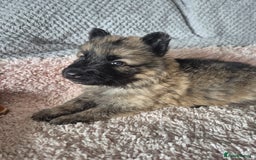 German Shepherd dogs for sale: KC REGISTERED HEALTH TESTED PARENTS READY NOW - Image 15