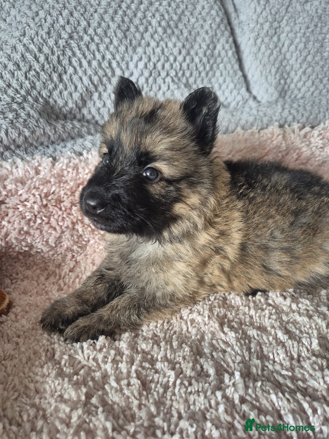 German Shepherd dogs for sale: KC REGISTERED HEALTH TESTED PARENTS READY NOW - Image 15