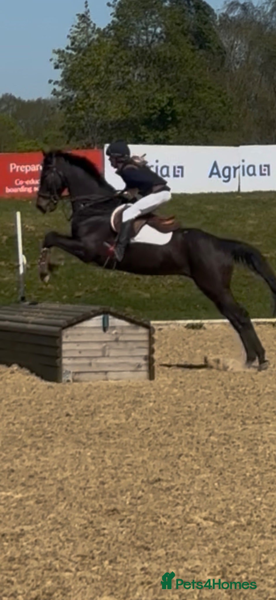 English Thoroughbred horses Super ror prospect with moves to die for - Advert 7
