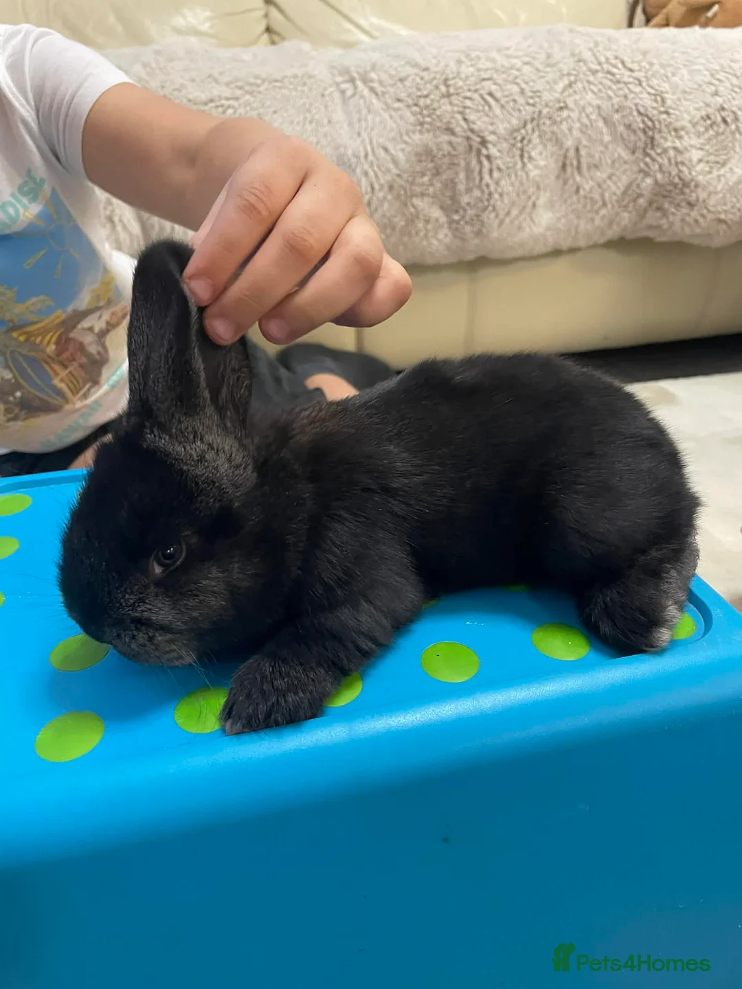 Continental Giant rabbits for sale: German Continental Giants Rabbits  - Advert 5