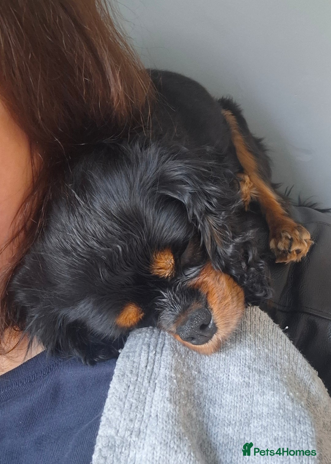 Cavalier King Charles Spaniel dogs for sale: Cuddle bug seeking home with cavalier friends - Image 5