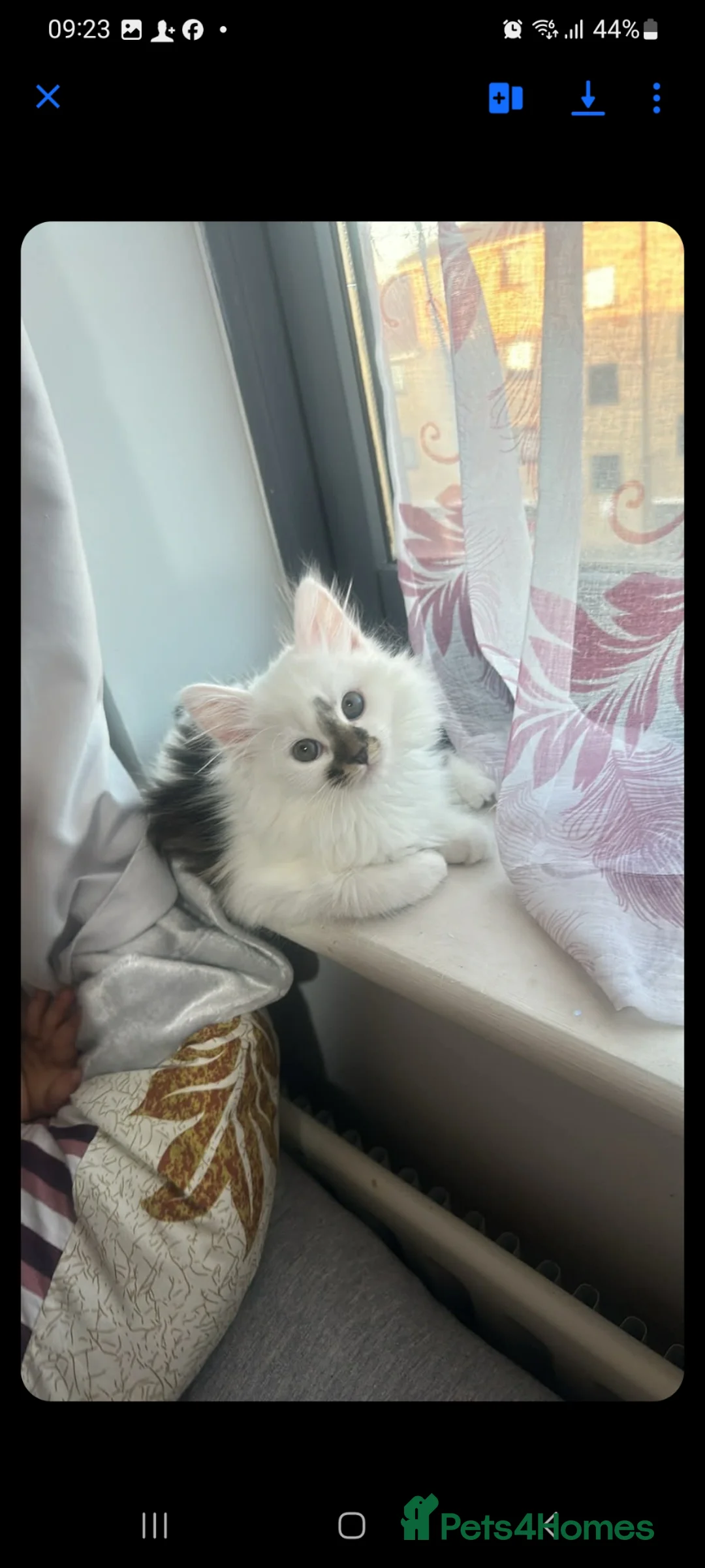 Siberian cats for sale: Siberian  - Advert 4