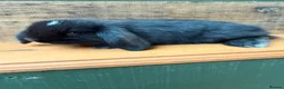 Mini Lop rabbits for sale: MINI LOP BUNNIES - PEDIGREE  - Advert 30