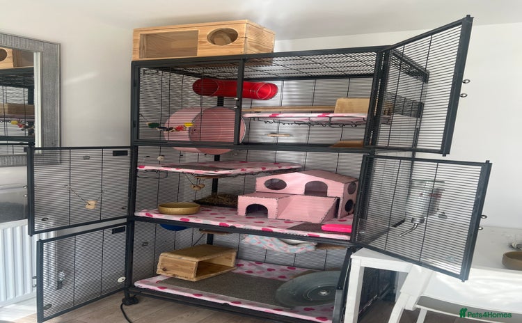 Chinchilla rodents - Advert 1