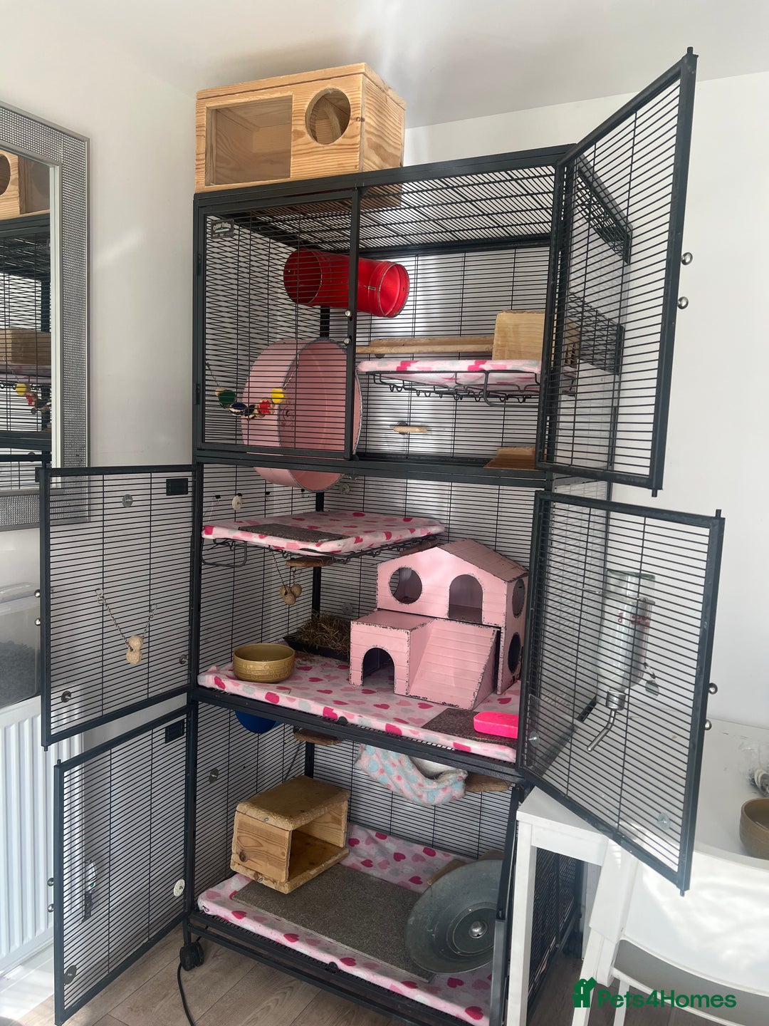 Chinchilla rodents for sale: 2 Female Chinchillas and Full set up!  - Image 1
