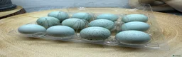 Quail poultry for sale: Celadon Quail hatching eggs x12 - Advert 1