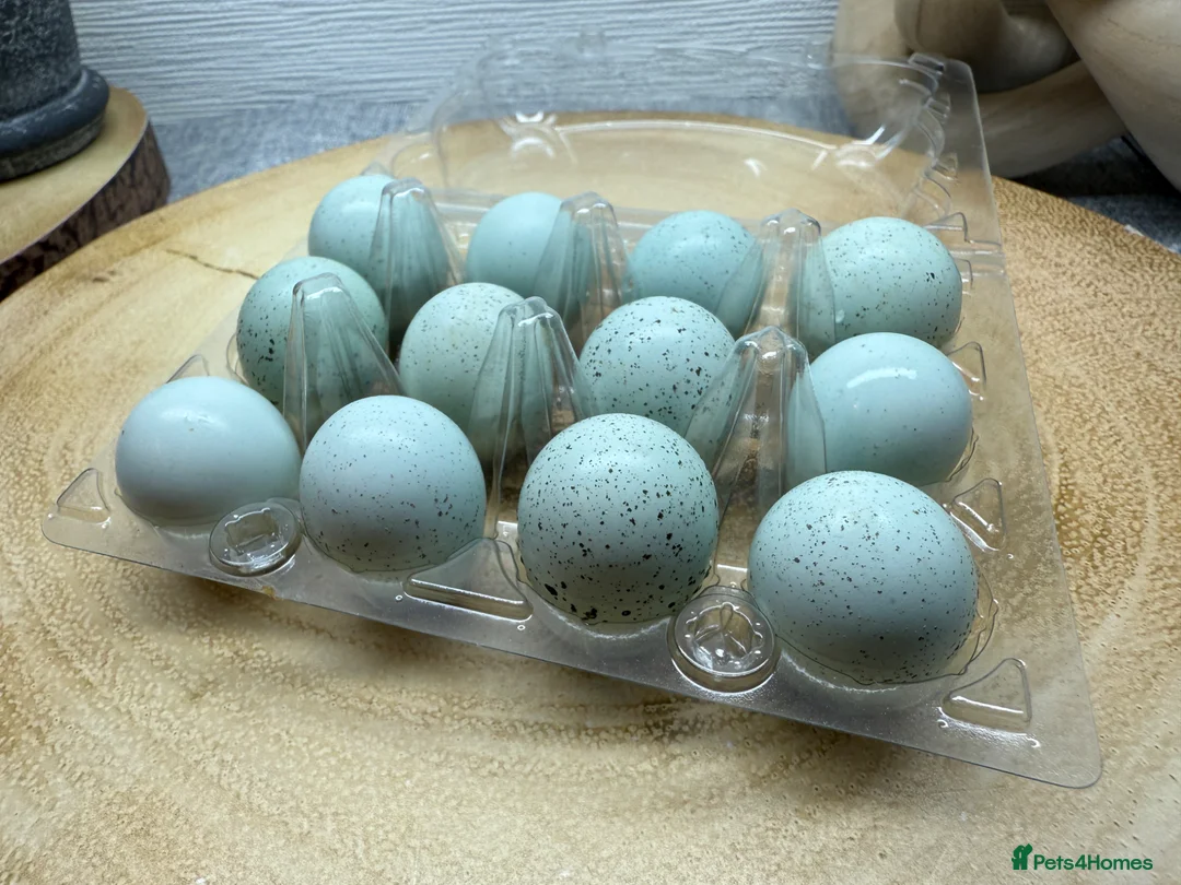 Quail poultry for sale: Celadon Quail hatching eggs x12 - Advert 1