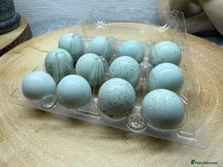 Quail poultry Celadon Quail hatching eggs x12 - Advert 10