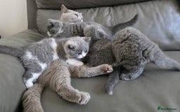 British Shorthair cats for sale: GCCF British Shorthair Kittens Champion Bloodlines - Image 16