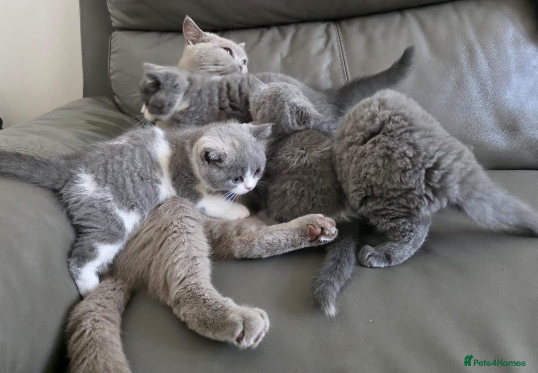 British Shorthair cats for sale: GCCF British Shorthair Kittens Champion Bloodlines - Image 16