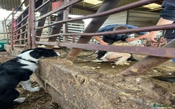Border Collie dogs for sale: Butch  - Image 3