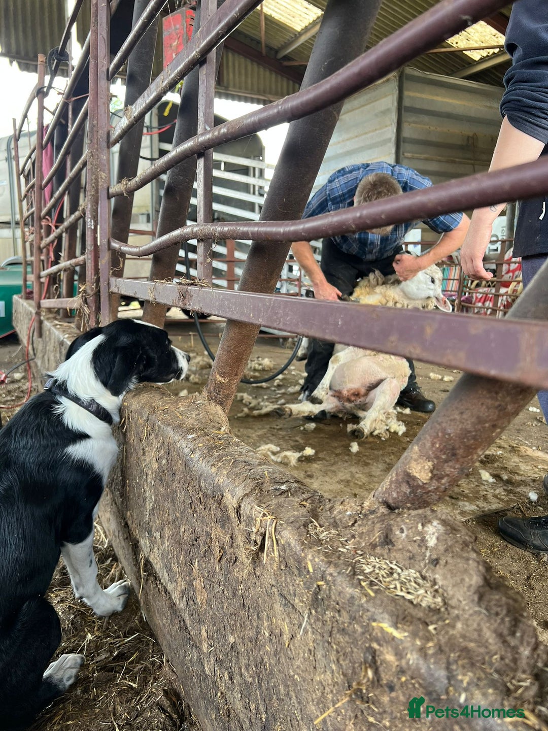 Border Collie dogs for sale: Butch  - Image 3