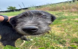 Mixed Breed dogs for adoption: TARMAC - a handsome young boy for a Loving Home - Image 7