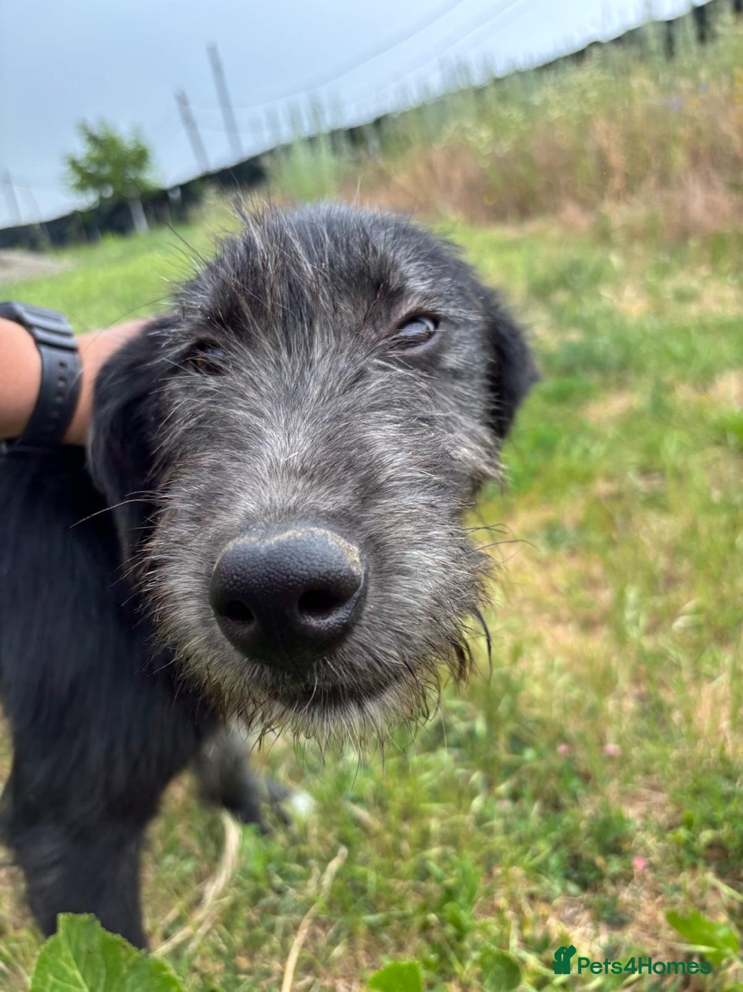 Mixed Breed dogs for adoption: TARMAC - a handsome young boy for a Loving Home - Image 7