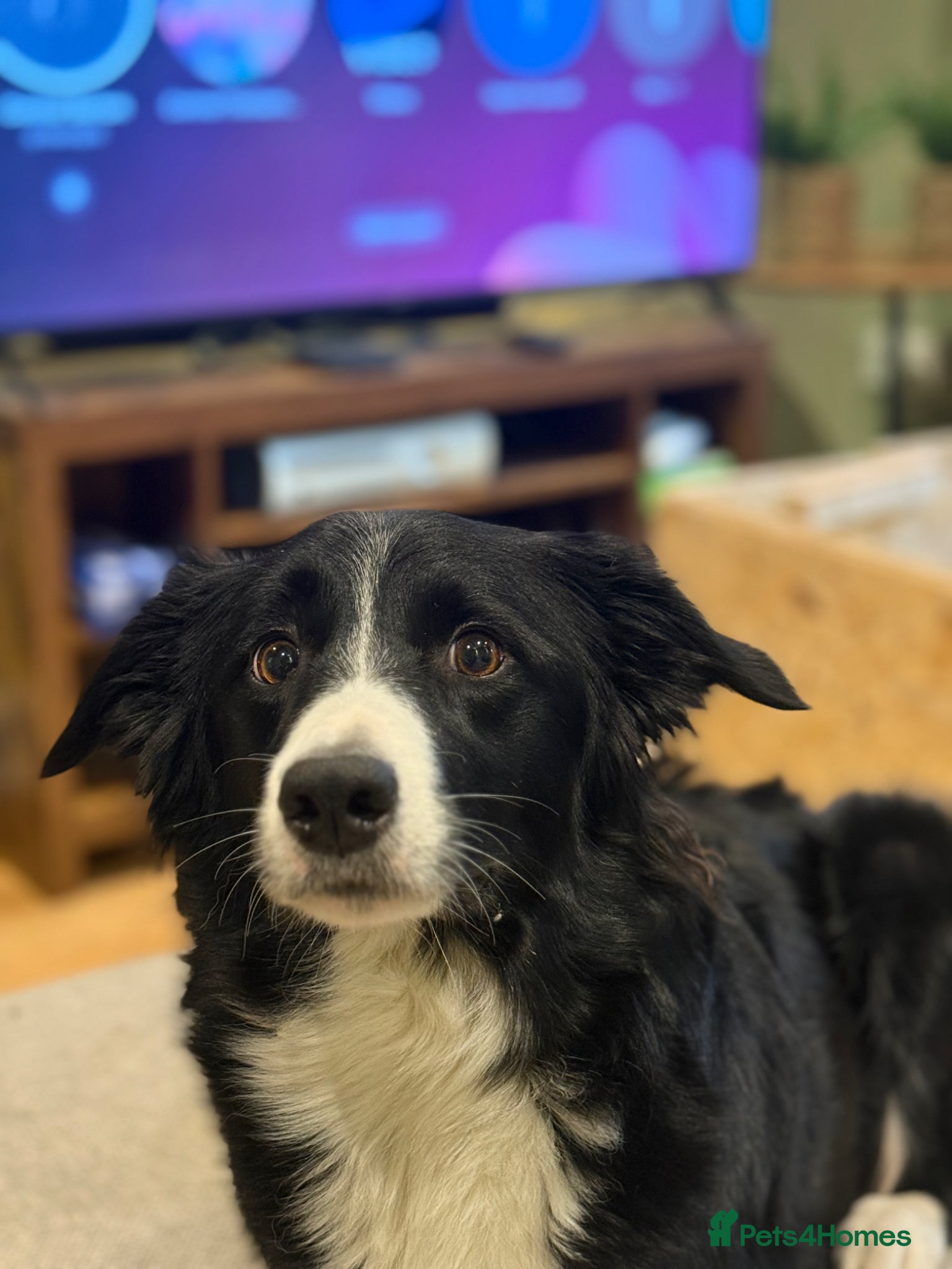Border Collie dogs for sale: Border Collie Puppies Ready Now in Carnforth - Advert 1