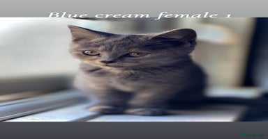 British Shorthair cats - Advert 16