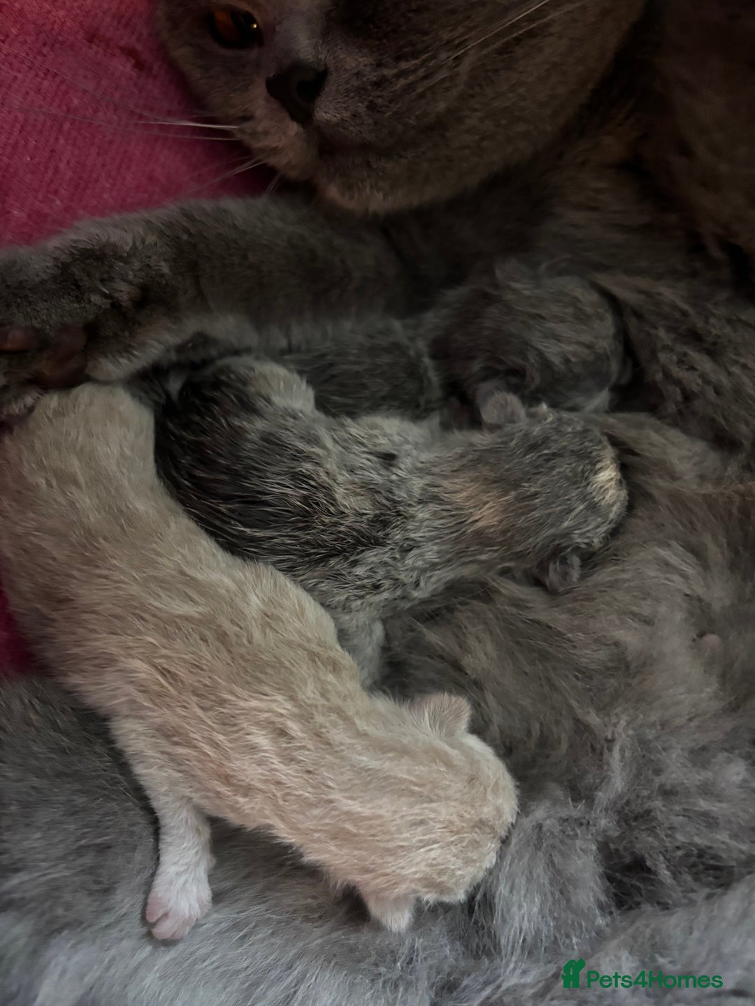 British Shorthair cats for sale: ⭐️Ready 23rd December⭐️ 2 left - British Shorthair - Advert 7