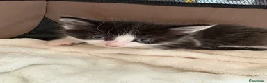 Boy (named flea)