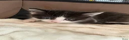 Mixed Breed cats for sale: Kittens For Sale - Advert 4