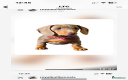 Miniature Dachshund dogs for sale: Miniature Dachshund Puppies  in Newcastle upon Tyne - Image 24