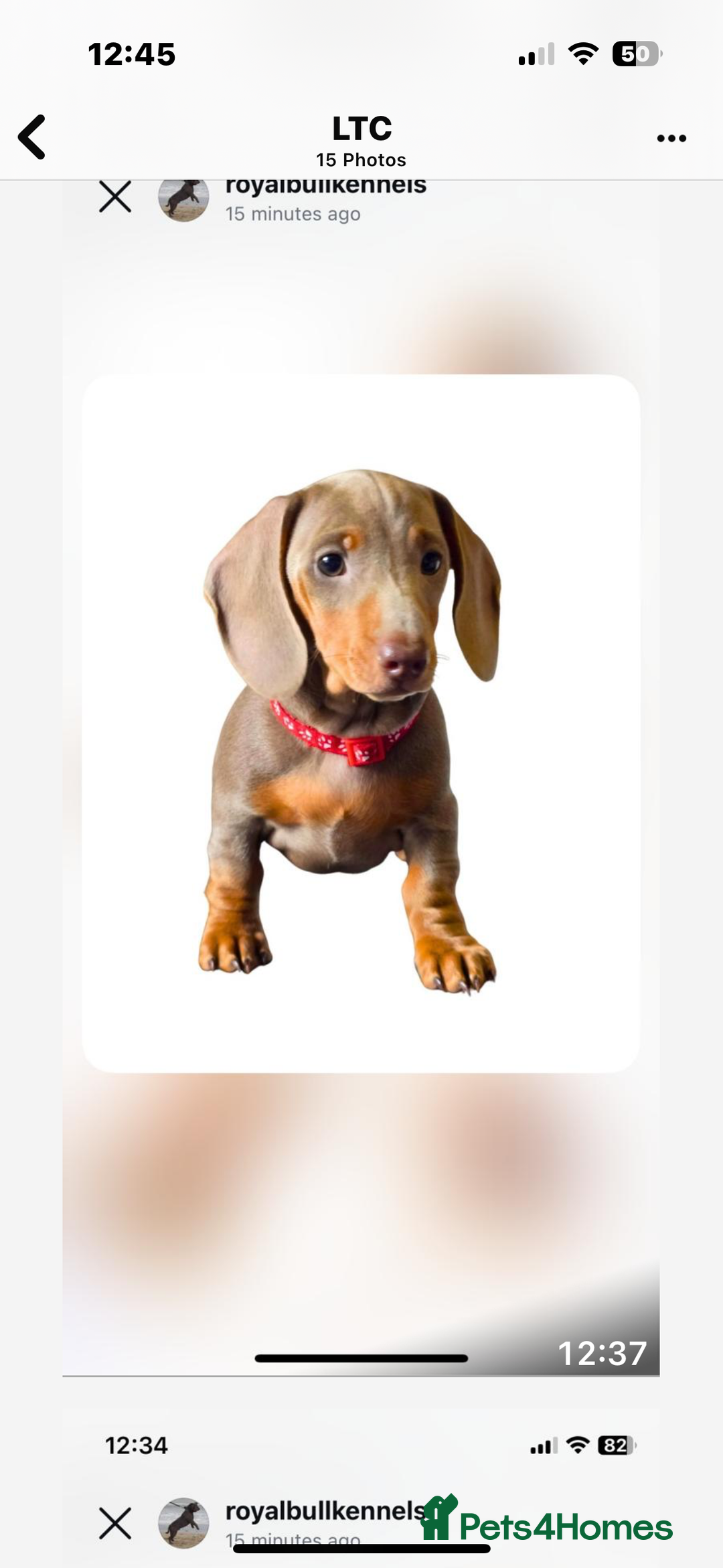 Miniature Dachshund dogs for sale: Miniature Dachshund Puppies  in Newcastle upon Tyne - Image 24